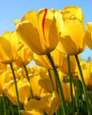 Paasmaandag - gesloten