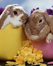 Paasfeest met BIG BAND LOS BEEROS