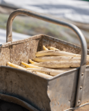 Verse asperges
