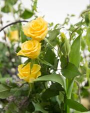 bloemschikken met Els